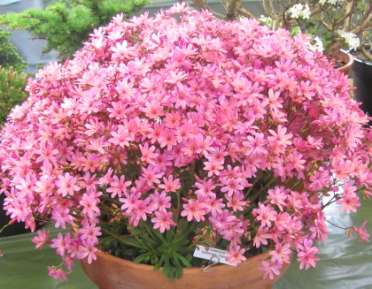 Lewisia 'George Henley'